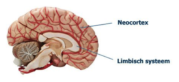 brein neocorteex limbisch systeem - Breinkliniek