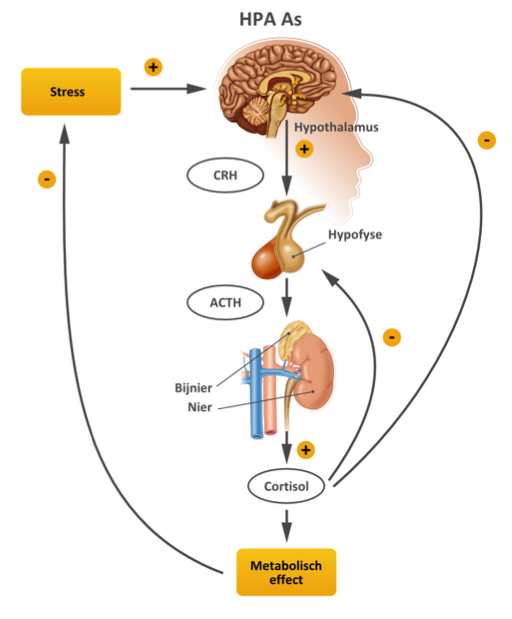 neurofeedback bij stress, overspannen of burnout